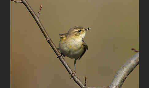 Fitislaubsänger (Phylloscopus trochilus)