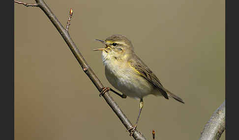 Fitislaubsänger (Phylloscopus trochilus)