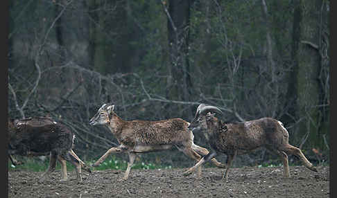 Muffelwild (Ovis ammon musimon)