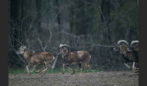 Muffelwild (Ovis ammon musimon)