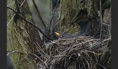 Amsel (Turdus merula)