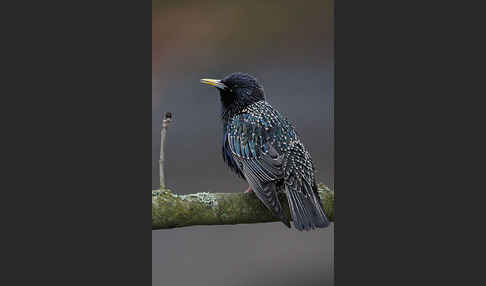 Star (Sturnus vulgaris)