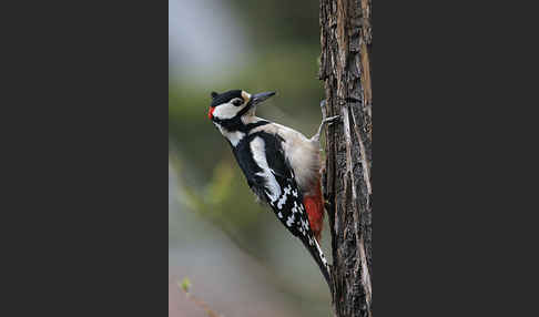 Buntspecht (Dendrocopos major)