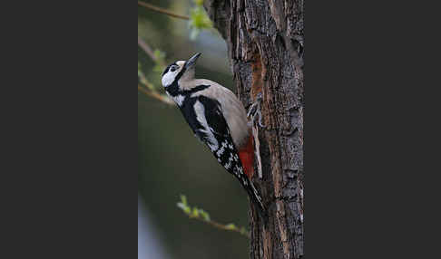 Buntspecht (Dendrocopos major)