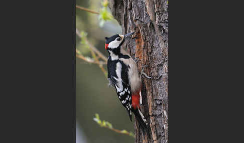 Buntspecht (Dendrocopos major)