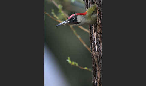 Grünspecht (Picus viridis)