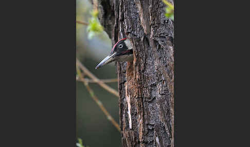 Grünspecht (Picus viridis)