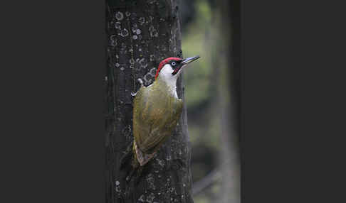 Grünspecht (Picus viridis)