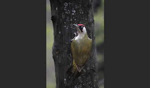 Grünspecht (Picus viridis)