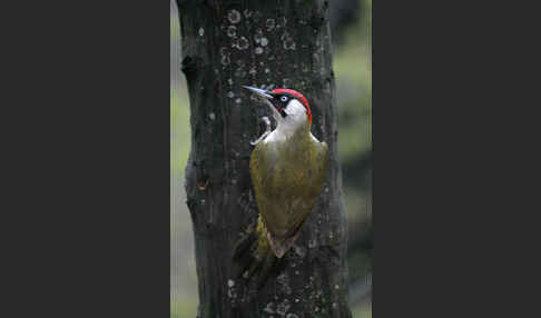 Grünspecht (Picus viridis)