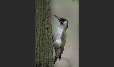 Grünspecht (Picus viridis)