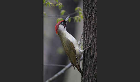 Grünspecht (Picus viridis)