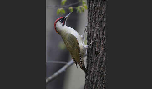 Grünspecht (Picus viridis)