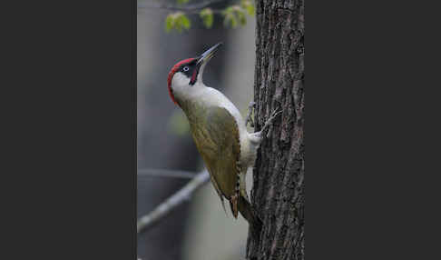 Grünspecht (Picus viridis)