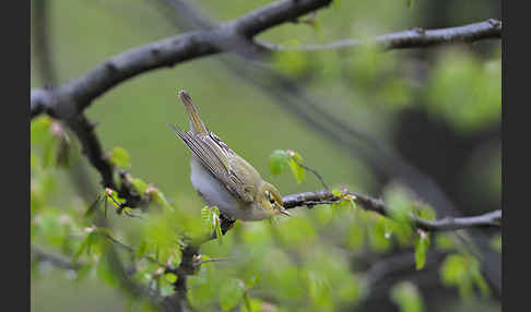 Waldlaubsänger (Phylloscopus sibilatrix)