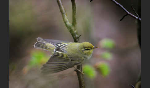 Waldlaubsänger (Phylloscopus sibilatrix)