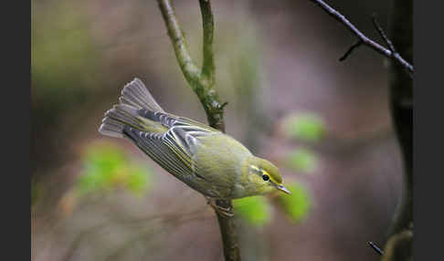 Waldlaubsänger (Phylloscopus sibilatrix)