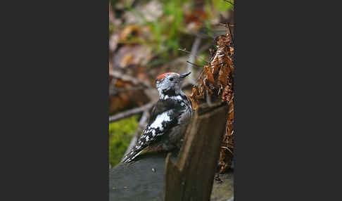 Mittelspecht (Dendrocopos medius)