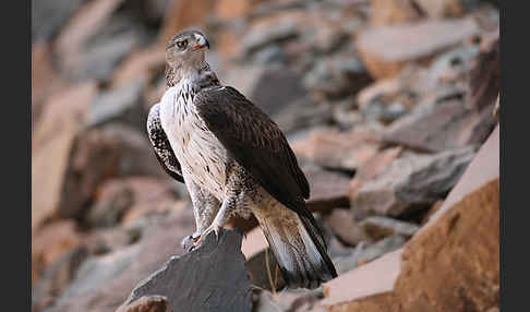 Habichtsadler (Aquila fasciata)