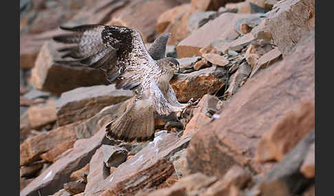 Habichtsadler (Aquila fasciata)