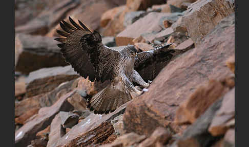 Habichtsadler (Aquila fasciata)