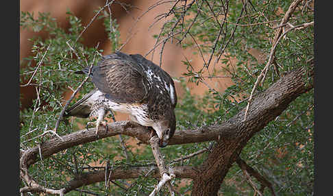 Habichtsadler (Aquila fasciata)