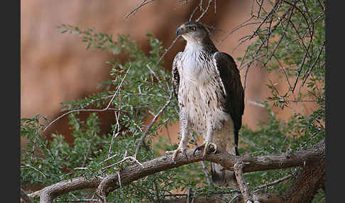 Habichtsadler (Aquila fasciata)