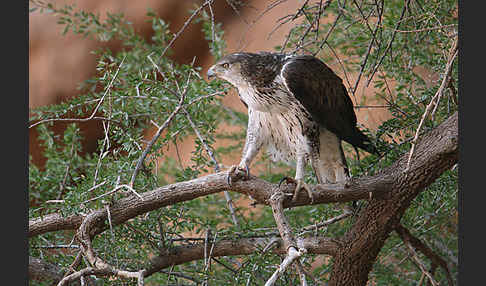 Habichtsadler (Aquila fasciata)