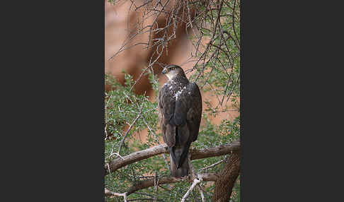 Habichtsadler (Aquila fasciata)