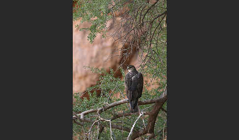 Habichtsadler (Aquila fasciata)