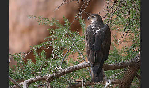 Habichtsadler (Aquila fasciata)