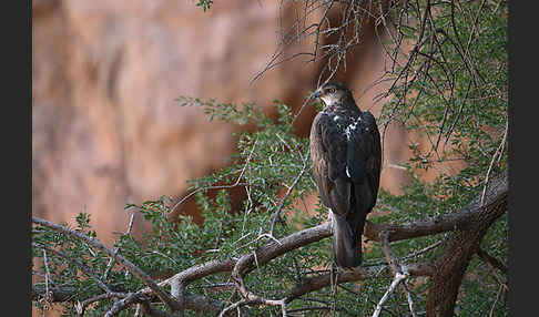 Habichtsadler (Aquila fasciata)