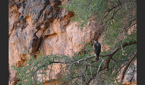 Habichtsadler (Aquila fasciata)