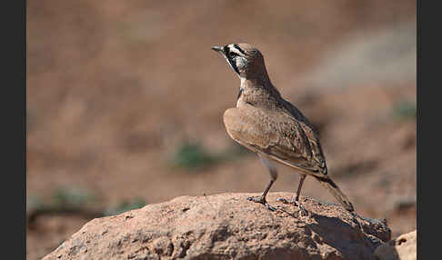 Saharaohrenlerche (Eremophila bilopha)