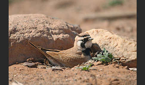 Saharaohrenlerche (Eremophila bilopha)