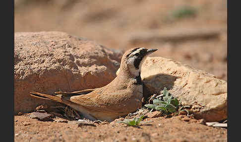 Saharaohrenlerche (Eremophila bilopha)