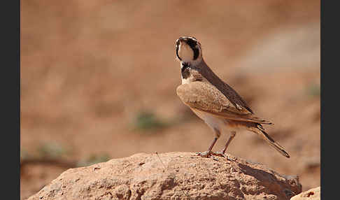 Saharaohrenlerche (Eremophila bilopha)