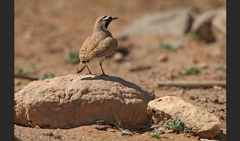 Saharaohrenlerche (Eremophila bilopha)