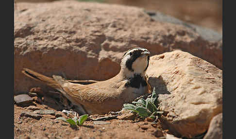 Saharaohrenlerche (Eremophila bilopha)