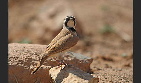 Saharaohrenlerche (Eremophila bilopha)