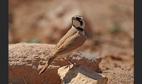 Saharaohrenlerche (Eremophila bilopha)