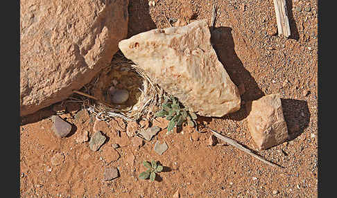 Saharaohrenlerche (Eremophila bilopha)