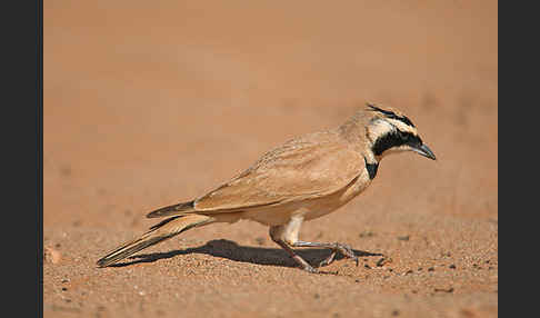 Saharaohrenlerche (Eremophila bilopha)