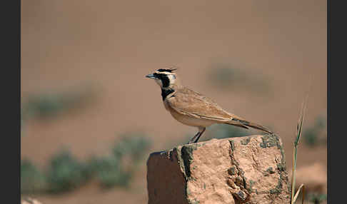 Saharaohrenlerche (Eremophila bilopha)