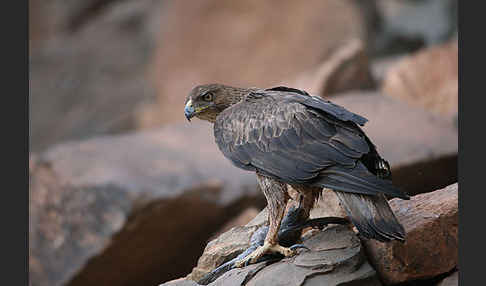 Habichtsadler (Aquila fasciata)