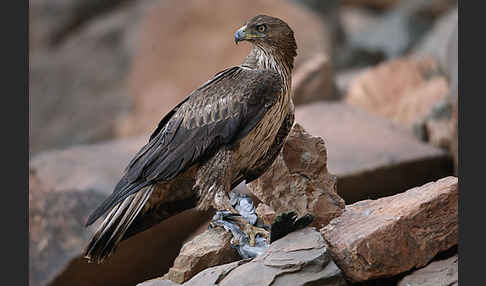 Habichtsadler (Aquila fasciata)