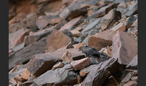 Habichtsadler (Aquila fasciata)