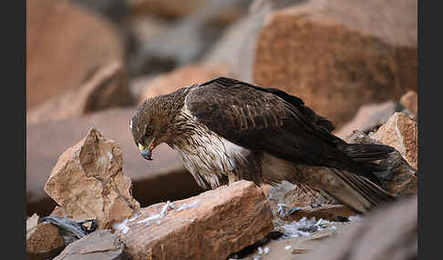 Habichtsadler (Aquila fasciata)