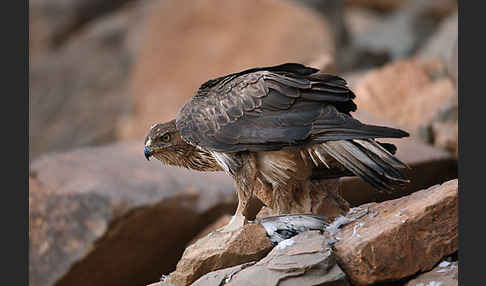 Habichtsadler (Aquila fasciata)