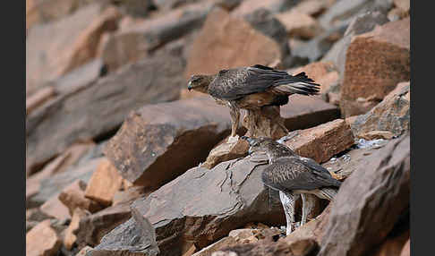 Habichtsadler (Aquila fasciata)